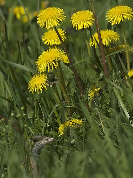 Ruisrääkkä, Corn Crake, Crex crex